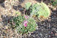 Armeria maritima 'Little Penny'