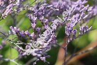 Limonium 'Misty Blue' (Statice)