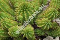 Euphorbia susannae Marloth