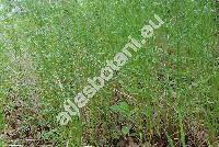 Poa nemoralis L. (Poa pratensis agg., Agrestis alba Kuntze)