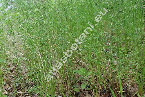Poa nemoralis L. (Poa pratensis agg., Agrestis alba Kuntze)
