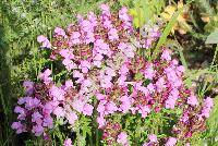 Prunella grandiflora 'Rubra'