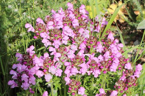 Prunella grandiflora 'Rubra'