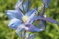 Delphinium 'Jupiter Sky Blue'