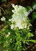 Filipendula vulgaris 'Multiplex' (Filipendula vulgaris 'Flore Plena', Filipendula hexapetala Maxim., Spiraea filipendula L., Ulmaria filipendula (L.) Hill, Filipendula vulgaris Hill)