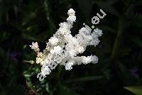 Filipendula vulgaris 'Multiplex' (Filipendula vulgaris 'Flore Plena', Filipendula hexapetala Maxim., Spiraea filipendula L., Ulmaria filipendula (L.) Hill, Filipendula vulgaris Hill)