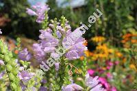 Physostegia virginiana 'Rosea' (Dracocephalum virginianum L., Physostegia virginiana (L.))