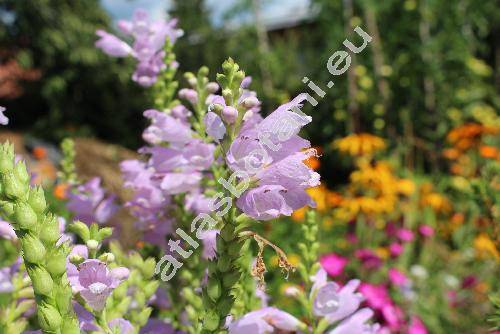 Physostegia virginiana 'Rosea' (Dracocephalum virginianum L., Physostegia virginiana (L.))