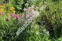 Physostegia virginiana 'Rosea' (Dracocephalum virginianum L., Physostegia virginiana (L.))