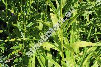 Physostegia virginiana 'Rosea' (Dracocephalum virginianum L., Physostegia virginiana (L.))