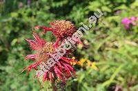 Monarda 'Knight Rose' (Monarda didyma x Monarda fistulosa)