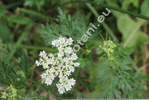 Aethusa cynapium subsp. agrestis (Wallr.) Dost.