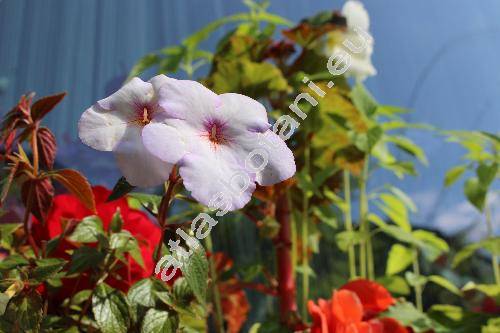 Achimenes mexicana (Seem.) Benth. et Hook. f. ex Fritsch (Achimenes chirita Sieb. et Voss, Dicyrta mexicana (Seem.) Hanst., Scheeria mexicana Seem.)