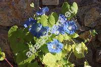 Ipomoea 'Heavenly Blue' (Pharbitis, Convolvulus, Calystegia)