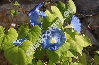 Ipomoea 'Heavenly Blue' (Pharbitis, Convolvulus, Calystegia)