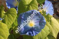 Ipomoea 'Heavenly Blue' (Pharbitis, Convolvulus, Calystegia)