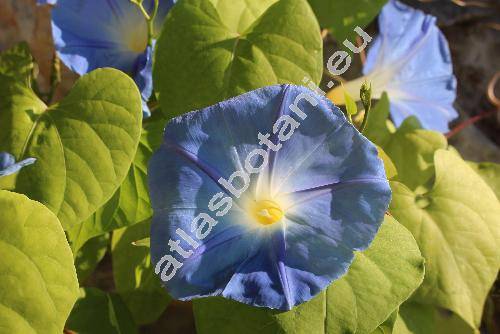 Ipomoea 'Heavenly Blue' (Pharbitis, Convolvulus, Calystegia)