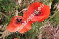 Papaver rhoeas L.