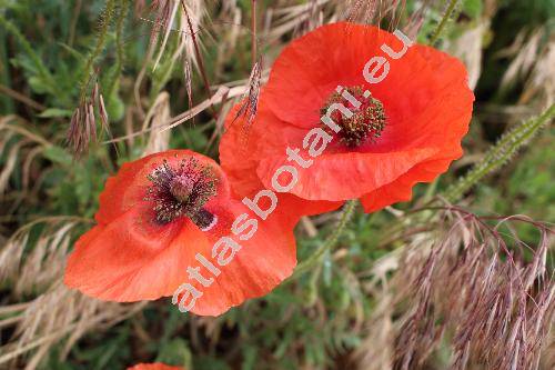 Papaver rhoeas L.