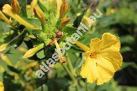 Mirabilis jalapa L. (Mirabilis odorata L., Mirabilis  dichotoma L., Jalapa)