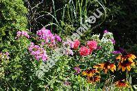 Phlox paniculata L. (Phlox decussata hort.)