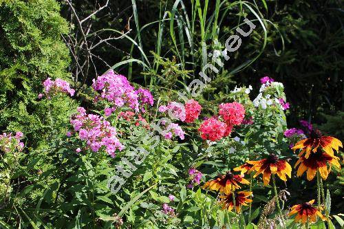 Phlox paniculata L. (Phlox decussata hort.)