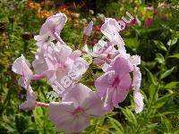 Phlox paniculata L. (Phlox decussata hort.)