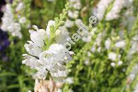 Physostegia virginiana 'Summer Snow' (Dracocephalum virginianum L., Physostegia virginiana (L.) Benth.)