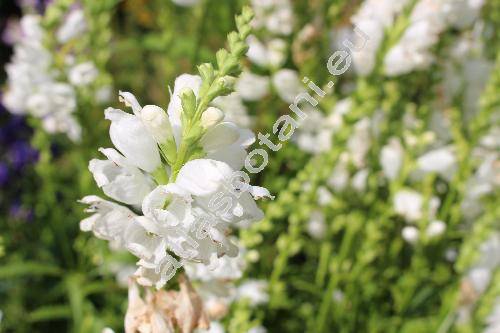 Physostegia virginiana 'Summer Snow' (Dracocephalum virginianum L., Physostegia virginiana (L.) Benth.)