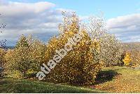 Betula pendula Roth. (Betula verrucosa Ehrh., Betula alba auct.)