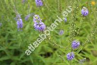 Pseudolysimachion spicatum (L.) Opiz (Veronica spicata L.)