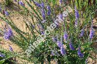 Pseudolysimachion spicatum (L.) Opiz (Veronica spicata L.)