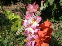 Gladiolus hybridus (Gladiolus communis L., Gladiolus hortulanus Bailey)