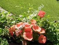 Petunia x atkinsiana (Petunia x hybrida Vilm., Petunia x atkinsiana Don ex Loud.)