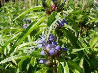 Gentiana cruciata L. (Tretorhiza cruciata (L.) Delarb., Pneumonanthe cruciata)