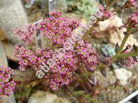 Crassula capitella Thunb. (Crassula luederitzii Schnl.)