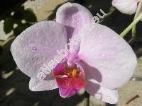 Phalaenopsis sp.