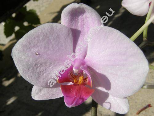 Phalaenopsis sp.