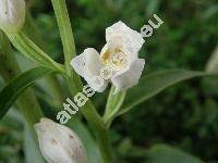 Cephalanthera damasonium (Mill.) Druce (Cephalanthera alba (Crantz) Simk., Serapias pallens (Sw.) Jundz.)