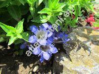 Gentiana septemfida var. lagodechiana Kusn. (Gentiana septemfida Pall., Gentianella)