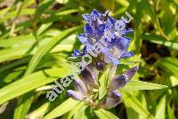 Gentiana macrophylla Pall. (Dasystephana macrophylla (Pall.) Zuev, Ericoila macrophylla Bercht. et J. Presl)