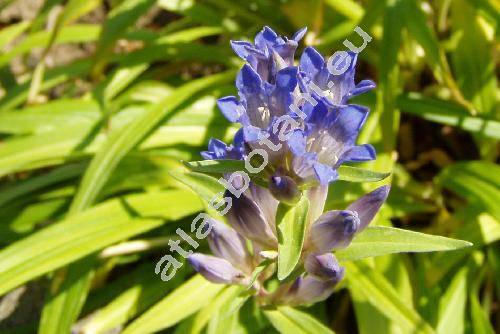 Gentiana macrophylla Pall. (Dasystephana macrophylla (Pall.) Zuev, Ericoila macrophylla Bercht. et J. Presl)