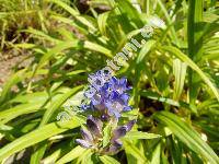 Gentiana macrophylla Pall. (Dasystephana macrophylla (Pall.) Zuev, Ericoila macrophylla Bercht. et J. Presl)