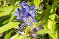 Gentiana macrophylla Pall. (Dasystephana macrophylla (Pall.) Zuev, Ericoila macrophylla Bercht. et J. Presl)