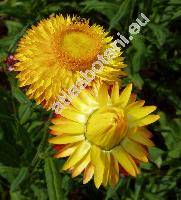 Helichrysum bracteatum (Vent.) Andr. (Helichrysum monstrosum hort., Bracteantha bracteata (Vent.) Andr. et Haegi)