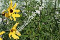 Coreopsis tripteris L. (Anacis tripteris (L.) Schrank, Bidens tripteris (L.) Krause, Chrysostemma tripteris (L.) Less.)