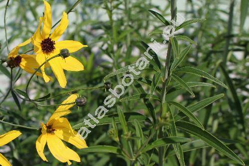 Coreopsis tripteris L. (Anacis tripteris (L.) Schrank, Bidens tripteris (L.) Krause, Chrysostemma tripteris (L.) Less.)