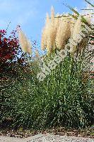 Cortaderia selloana (J. A. Schultes et J. H. Schultes) A. et Gr. (Gynerium argenteum Nees)