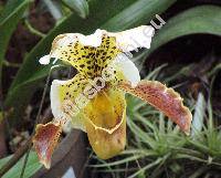 Paphiopedilum