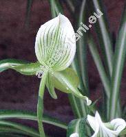 Paphiopedilum